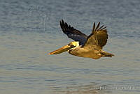 JHC0153 Pelecanus occidentalis.jpg