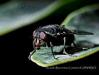 RBC001 Diptera.jpg