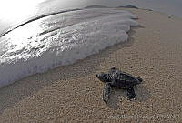 OAO0035 Chelonia mydas.jpg