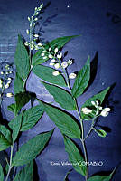 ME010 KV 00303 Hebecarpa rivinifolia (Kunth) J.R. Abbott & J.F.B. Pastore, 2015_.JPG