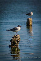 FBA0637 Leucophaeus atricilla.jpg