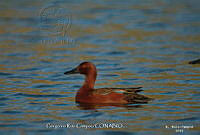 GRC0002 Spatula cyanoptera.jpg