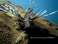 MGG 001 Pterois volitans.jpg