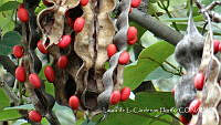 LCF0238 Erythrina flabelliformis.jpg