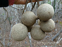 MRG-2018-23 Morisonia americana (MEGA-25ene18-a).JPG