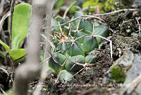 ZAPF0538 Mammillaria magnimamma.jpg