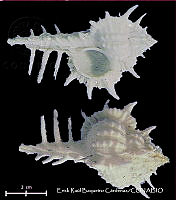 KT014 0633 Vokesimurex cabritii.JPG