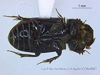 LFSMCA0086 Ataenius sp..jpg