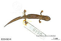 ME006 herp SCLC 0242 Bolitoglossa stuarti - Wake & Brame, 1969.jpg