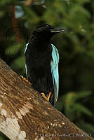EGP0024 Cyanocorax yucatanicus.jpg
