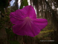 IRR 0003 Ipomoea stans.jpg