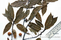SVA0007 Quercus furfuracea.JPG