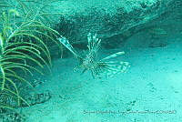 BDPyJCPP047 Pterois volitans.jpg