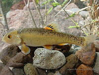 GRC HA022 0094 Campostoma ornatum.jpg