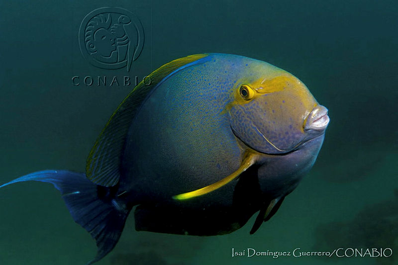 Acanthurus xanthopterus
