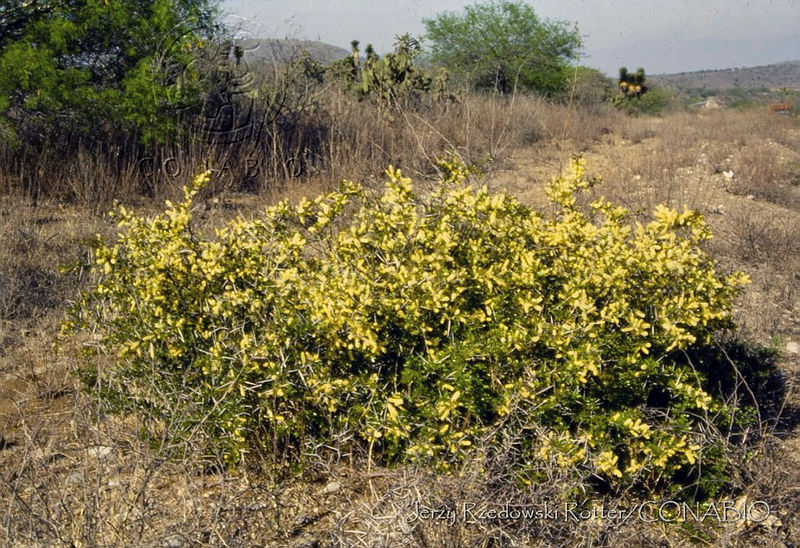 3569%20Acacia%20amentacea.jpg.nyf0mObzMTnfsZVhQA3g0JtbmFja29CbnFuZ3NAbXJ6LGtwZwA.fvi3MMHqcX