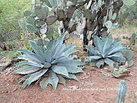 AJGM0258 Agave seemanniana.JPG