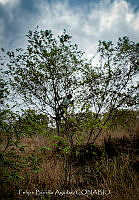 FBA1463 Vicia faba.jpg