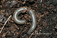 JBV036 Anadenobolus potosianus.JPG