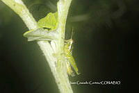 JCC0154 Acrididae.JPG