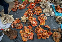 IMDOC Hong 0045 Hypomyces .jpg