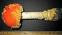 RGO0215 Amanita muscaria flavivolvata.JPG
