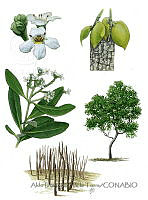 ADDLT0043 Avicennia germinans.JPG