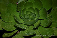 LRP1204 Echeveria sp..jpg