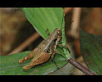 FMB0012 Reyesacris amedegnatoae.jpg