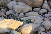 CAMP02 Thamnophis eques.jpg