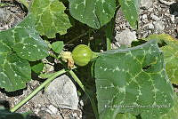 SG019 0284 Cucurbita argyrosperma sbs argyrosperma.jpg