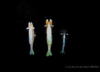 CMGV0123 Periclimenes soror.jpg