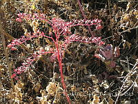 LCF0409 Echeveria gibbiflora.jpg