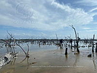 UM001 0008 Avicennia germinans.jpg