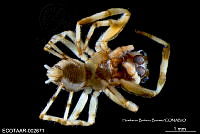 ME006 araña 0011 Titanattus saevus.jpg