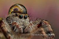 MN6PG0262 Paraphidippus aurantius.jpg