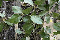 GFF0006 Quercus candicans.JPG