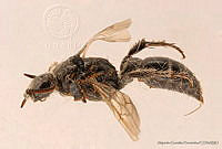 AGDE019-526 Tiphia intermedia.jpg