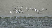 AAKVDH 0560 Larus sp..JPG