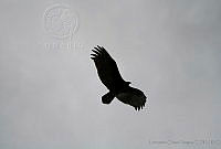 LCV0006 Cathartes aura.jpg