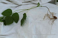 Huitz 1618 Amphicarpaea bracteata.jpg
