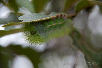 IMDOC1516 Automeris sp..jpg