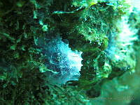 JAJ0347 Dysidea etheria.jpg