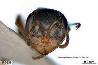 ME006 Hormi 0318 Pseudomyrmex gracilis.jpg