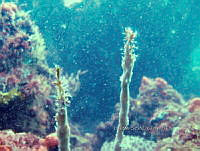 NE018 0923 Laminariales.jpg