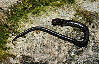 RACA 0045 Pseudoeurycea orchimelas.jpg