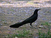 CGL1986 Quiscalus mexicanus.jpg