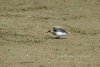 HJ6- 1842- Calidris minutilla.jpg