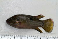 LI006 011 Pseudoxiphophorus bimaculatus.jpg