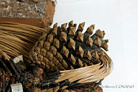 MASM06815 Pinus pringlei.jpg